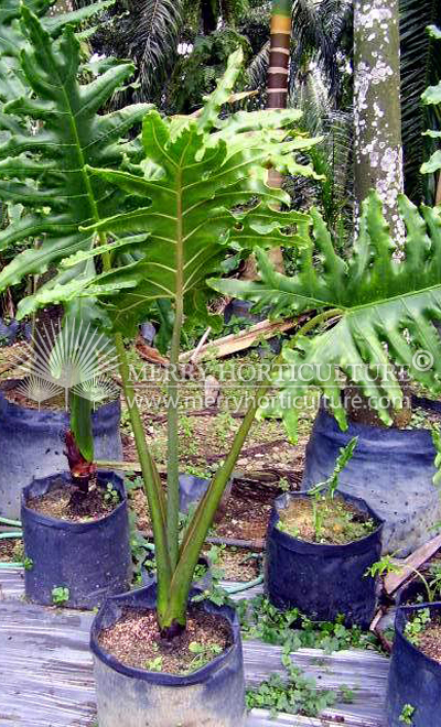 Alocasia wild spp